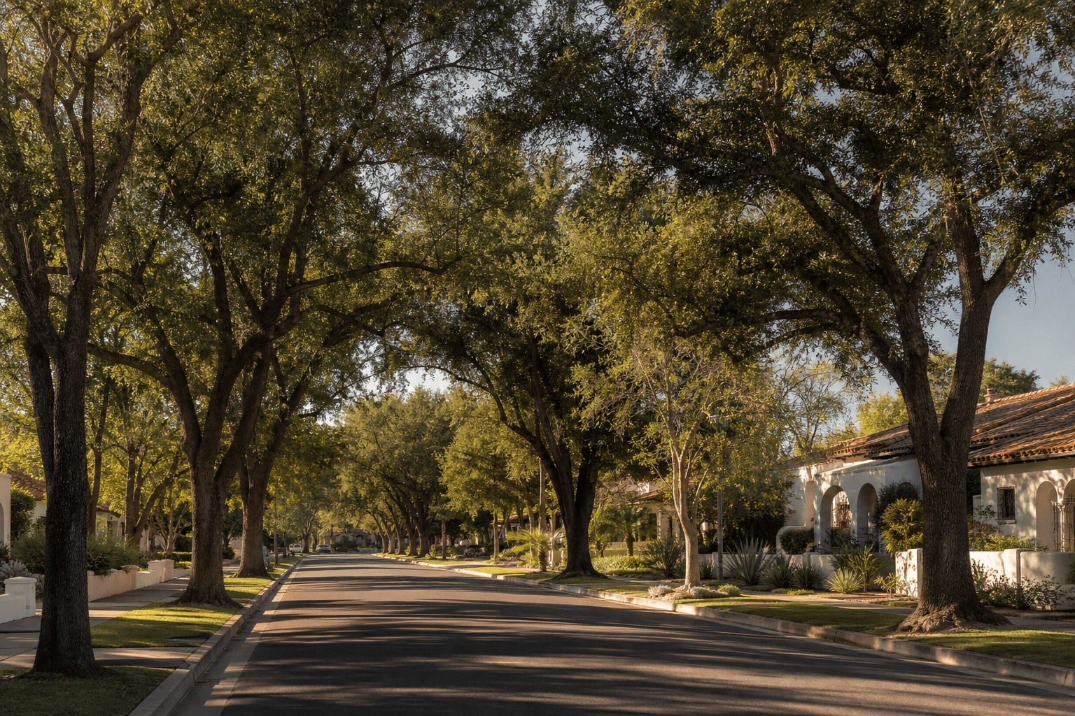 Arcadia neighborhood street with mature shade canopy and rooflines